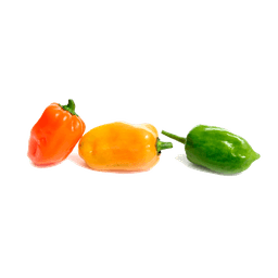 Chile Habanero 1
