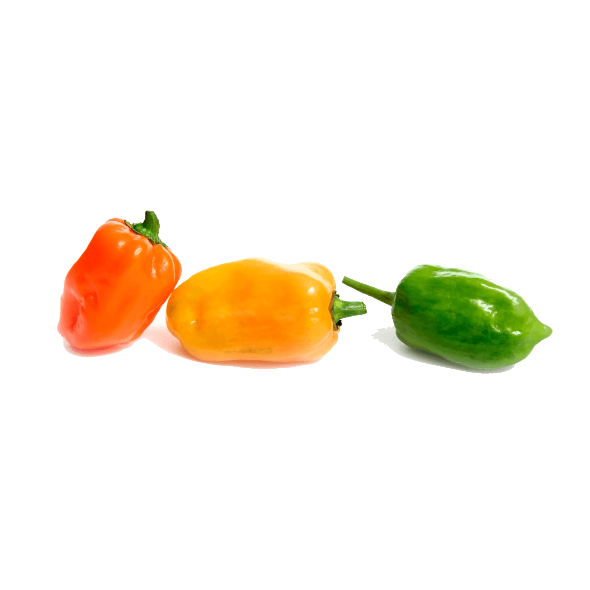 Chile Habanero