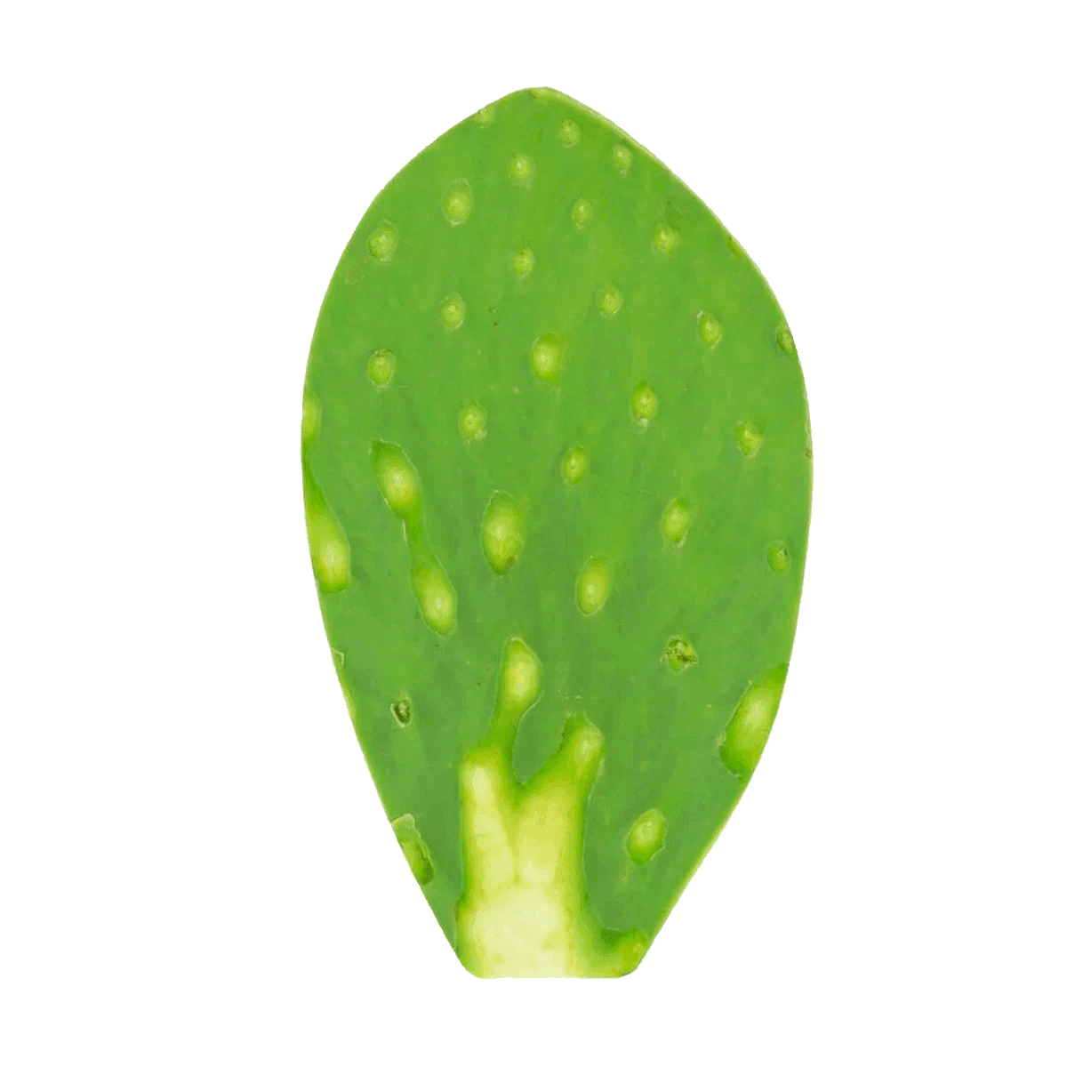 Nopal