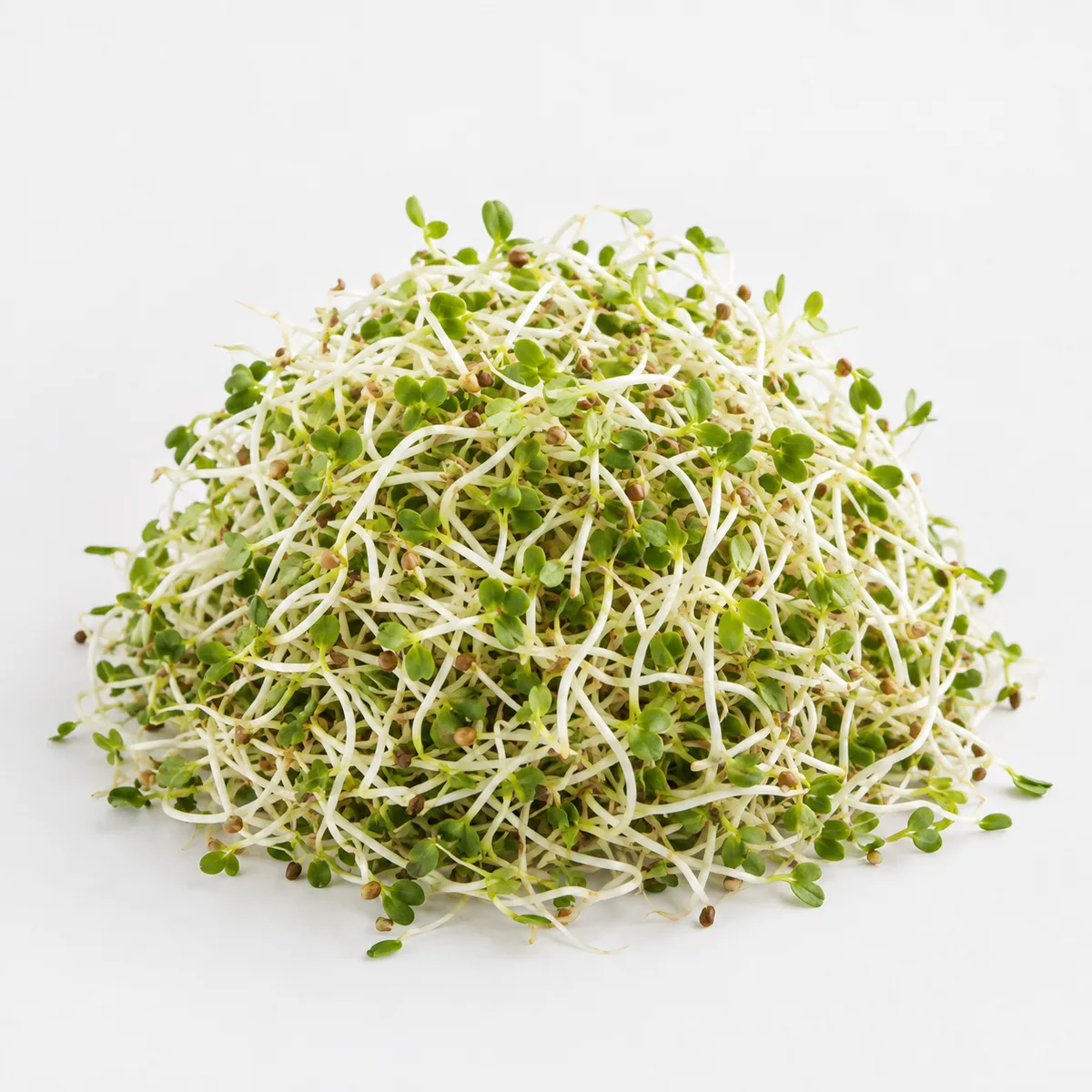 Alfalfa Germinado